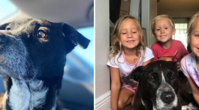 Familie nach dreijähriger Trennung wieder mit Hund vereint – hatte Hoffnung schon aufgegeben